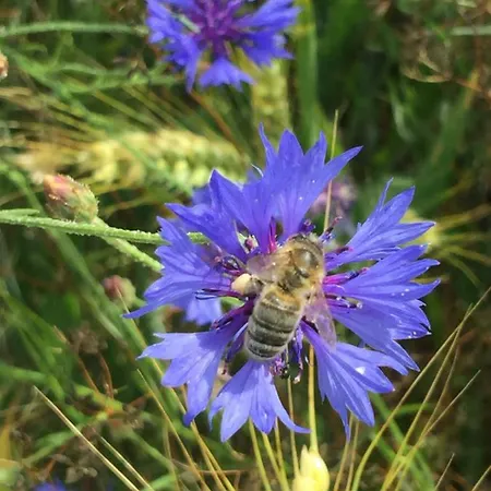 Jolie Halte Normande Séjour chez l'habitant *